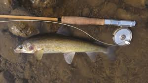 Mountain Whitefish Yellowstone National Park U S National Park Service