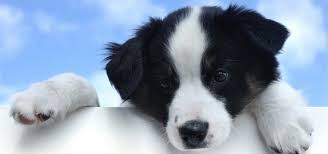 It's a game that can be played with the youngest of tots. How To Play Patty Cake With Your Dog The Daily Bark