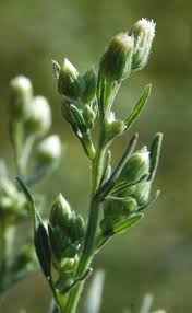 Image result for Eschenbachia stricta