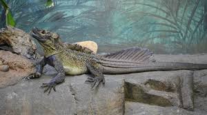 Maybe you would like to learn more about one of these? Philippine Sailfin Lizard Hd Wallpaper Background Image 2176x1224
