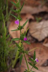 Image result for Justicia phyllostachys