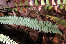 Image result for Asplenium hypomelas
