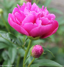 Check out their other photos and enjoy! Pretty Pink Peonies Hometalk