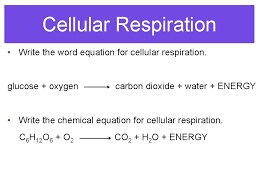 Waste products in cellular respiration, glucose and oxygen react to form atp. Energy Flow Photosynthesis Cellular Respiration Focus Question Where