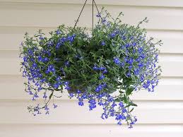 A combination of trailing and upright plants will make for an impressive for summer baskets, choose begonias, fuchsias, petunias, calibrachoa, geraniums, bacopa, lobelia or verbena. Hanging Basket Flowers Hanging Flower Baskets Plants For Hanging Baskets Hanging Plants