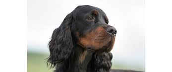 The fourth duke of gordon, alexander gordon, was a fan of setters and is credited as an important figure in the development of the gordon setter. Gordon Setter Breeds A To Z The Kennel Club