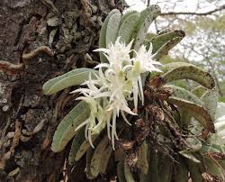 Image result for Cyrtorchis