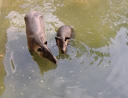 See the photo of the funny license plate: Www Zoo Wuppertal Net Mittelamerikanischer Tapir Baird S Tapir