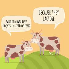 45 Funny Cow Jokes For Kids Kid Activities