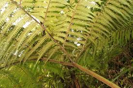 Image result for Pleopeltis  × simiana