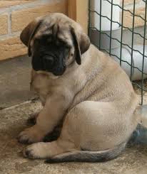 We have three boys and 3 girls for sale. English Mastiff Puppies Maine Petsidi