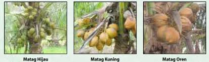Penasaran dengan harga kayu kelapa yang terbaru dan ingin menjadikannya bahan untuk bangunan. Kelapa Matag Mardi
