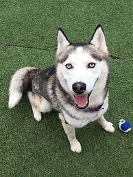 Both parents are very gentle, great personalities and great with children. Norwalk Ct Siberian Husky Meet Zeus A Pet For Adoption