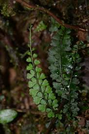 Image result for Asplenium smedsii