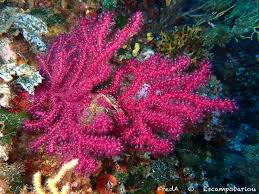 Image result for Moraea clavata