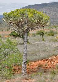 Image result for Ceropegia namuliensis