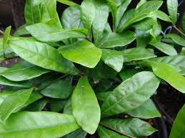 Image result for Synsepalum muelleri