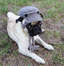 Artist Crochets Pet Hats And They Re Purrfect News Boy Hat Crochet Dog Sweater Pets