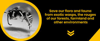 Where Do Wasps Go In The Winter? | Ehrlich Pest Control
