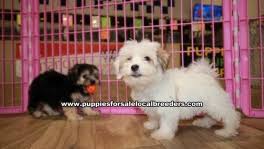 Pooton puppies for sale georgia. Coton De Tulear Puppies For Sale Georgia Puppies For Sale Local Breeders