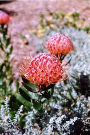 Plant in full sun, ensuring your soil is well drained. Leucospermum Scarlet Ribbon Australian Native Plants Plants 800 701 6517