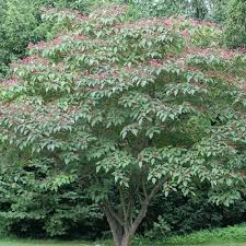 Image result for Clerodendrum cephalanthum