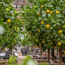 Image result for Citrus × limon