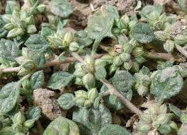 Image result for Glinus lotoides