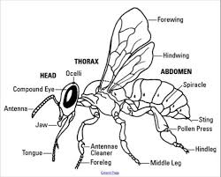 Science coloring pages for 1st grade. Science And Music 1st Grade Bee Unit Amy M Burns