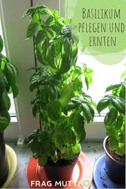 Basilikum Pflegen Und Ernten Frag Mutti Basilikum Basilikum Pflanzen Garten Pflanzen