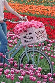 Visit The Dutch Tulip Fields Tulip Fields Flower Farm Flower Field