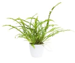 Ferns are popular indoor houseplants that add a cool, sophisticated vibe to any space. Types Of Ferns You Can Grow Indoors And How To Care For Them