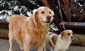 Euthanasia and cremation fees vary from $40 to $200 depending on your pet's weight. What Are Pet Food Stamps Pet Keen