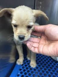 El paso general for sale. 1 Day Left 6 10 17 Why Spend The Money To Have Your Dog Spayed When You Can Kill Her Puppies For Free In El Paso Texas Dog Adoption Dog Spay Baby Chihuahua