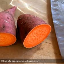 Compared to white potatoes, sweet potatoes have a lower score on the glycemic index so your body is thought to enchiladas are one of those comfort foods that really hits the spot with most people, but all that. What Do You Want To Know About Sweet Potatoes Outlaw Garden