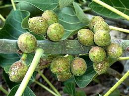 Image result for Ficus abutilifolia