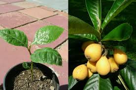 We did not find results for: Loquat Tree Guide How To Grow Care For Loquat Trees