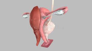 Located at the top of the vagina, this is the lower most part of the uterus. Female Reproductive System Stock Footage Video Of Diagram 47533552