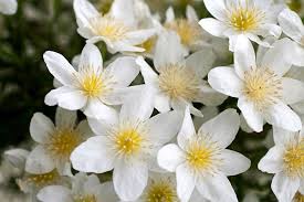 April showers may flowers sweepstakes / maybe you would like to learn more about one of these?. Rhs Gardening 10 Of The Best Spring Flowering Clematis Rhs Gardening