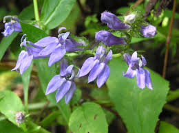 Image result for Lobelia minutula
