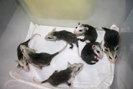 Do not use on tiny babies. Playing Possom Part 2 Life With Rescued Joeys Storey Publishing