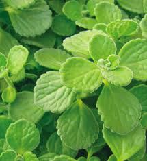 Image result for Plectranthus mandalensis