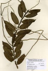 Image result for Diaphananthe