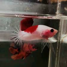 Ikan cupang halfmoon adalah jenis ikan cupang yang memiliki sirip lebar berbentuk bulan sabit. Mutasi Ikan Cupang Cello