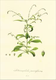 Image result for Lophiocarpus polystachyus