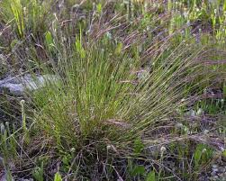 Image result for Aristida effusa