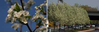 White or subalpine firs are currently being decimated by an infestation of flowering pear (pyrus calleryana). About Flowering Pears College Of Agriculture Forestry And Life Sciences Clemson University South Carolina