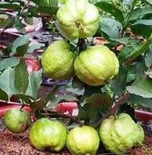 Fruit trees are a great choice for your yard because they not only provide food but they look great. Creative Farmer Plant Fruit Tree Gauva Live Thailand Guava Terrace Garden Plant 1 Healthy Live Plant Buy Online In Belarus At Belarus Desertcart Com Productid 111895935