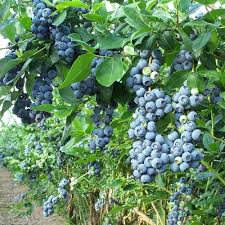 Maybe you would like to learn more about one of these? Fruit Trees And Berries Portland Edible Gardens Raised Garden Beds Edible Landscaping And Vegetable Garden Help In Portland Or