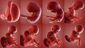 Ana rahminde doğma zamanını tamamlayamamış veya vaktinden önce düşmüş çocuk, dölüt. Cenin Nedir Hamilelikte Cenin Ne Demek Cenin Ve Fetus Arasindaki Fark